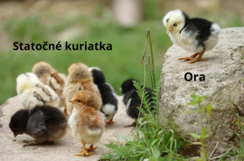 Obraz profilu
